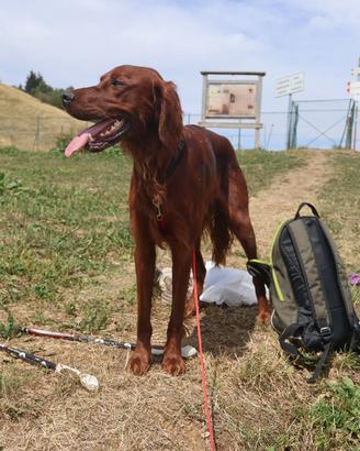 Setter Irlandese maschio con Pedigree ENCI