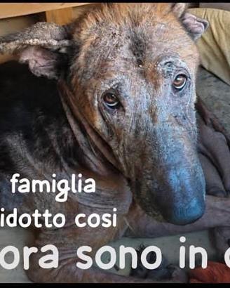 Jack- pastore tedesco davvero dolcissimo