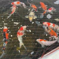 Carpe koi giapponesi