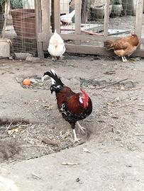 Chicchiriniello, galletto nano