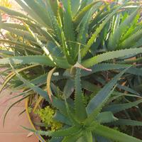 Pianta di aloe