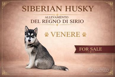Cucciola Siberian Husky