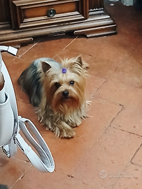 Yorkshire terrier
