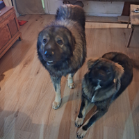 Cucciolona pastore del caucaso