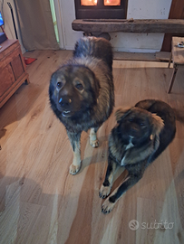 Cucciolona pastore del caucaso