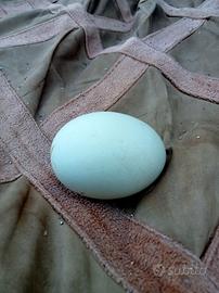 Galline