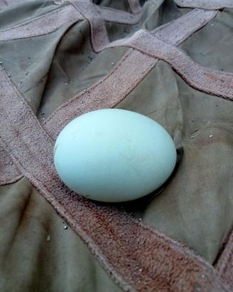 Galline