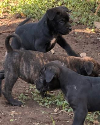 Cuccioli cane corso