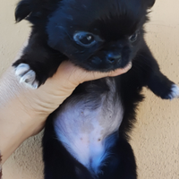 Femmina toy di chihuahua pelo lungo