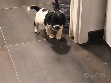 Cocker spaniel inglese working