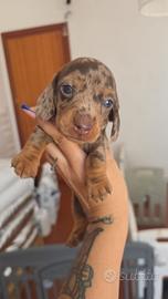 Cuccioli Barboncino Toy