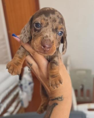 Cuccioli Barboncino Toy