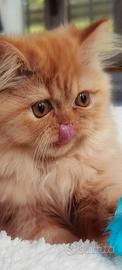 Cuccioli di Gatto Persiano