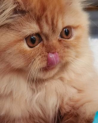Cuccioli di Gatto Persiano