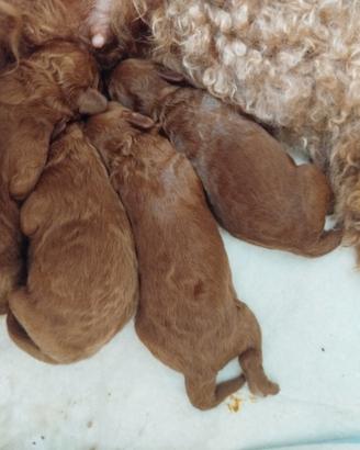 Cuccioli Barboncini nani