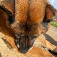 Pastore tedesco linea purissima origina