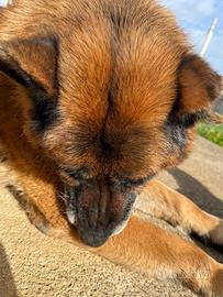 Pastore tedesco linea purissima origina