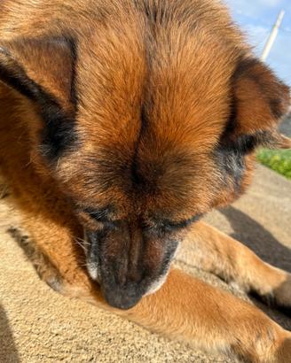 Pastore tedesco linea purissima origina