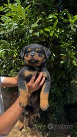 Cuccioli di Rottweiler con pedigree ENCI