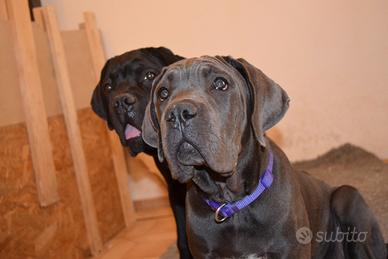 Cucciola di cane corso