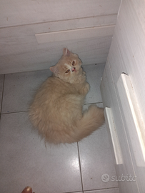 Gatti persiani.i