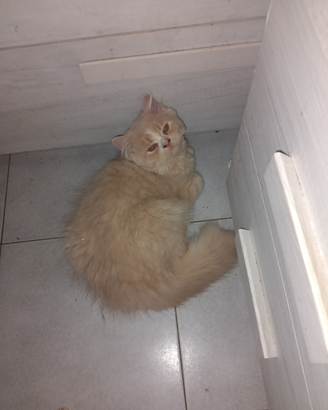 Gatti persiani.i