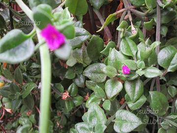 Pianta APTENIA CORDIFOLIA