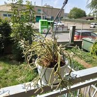 Piante grasse ricadenti Ripsalis