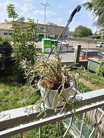 Piante grasse ricadenti Ripsalis