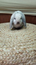 Coniglio Ariete nano