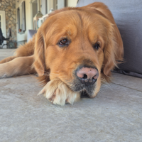 Golden Retriever Maschio per Monta