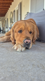 Golden Retriever Maschio per Monta