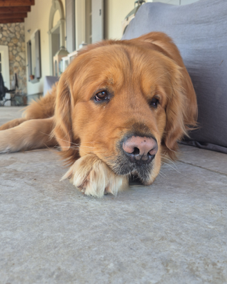 Golden Retriever Maschio per Monta