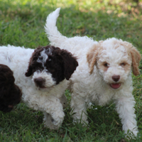 Cuccioli con pedigree di Lagotto, trasporto in Ita