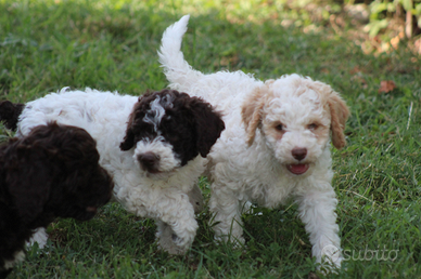 Cuccioli con pedigree di Lagotto, trasporto in Ita