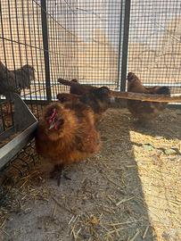 Galline Moroseta Maschi