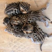 Gattini Bengala con Pedigree