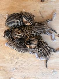 Gattini Bengala con Pedigree