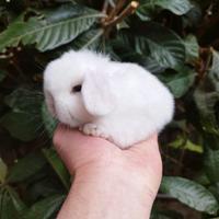 Coniglio nano ariete