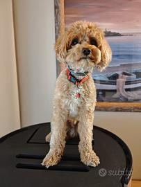Maltipoo disponibile per monta