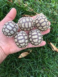 Tartaruga di terra