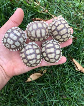 Tartaruga di terra