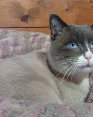 Snowshoe