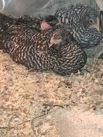 Disponibilità pulcini