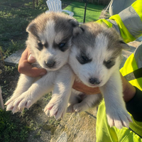 Cuccioli husky femmine