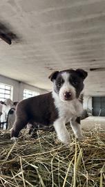 Cuccioli Border Collie
