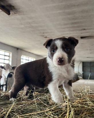 Cuccioli Border Collie
