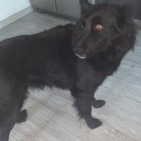 Pastore della lessinia