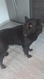 Pastore della lessinia