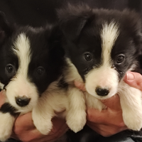 Cuccioli Border Collie